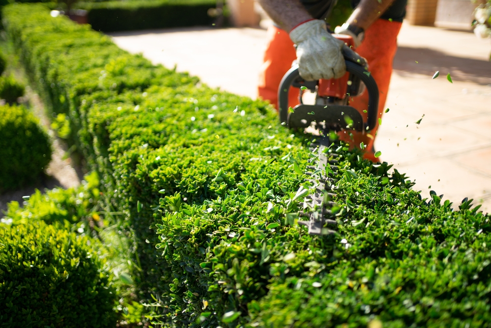 Home,And,Garden,Concept.,Hedge,Trimmer,In,Action.,Shrub,Trimming